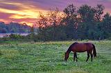 Grazing Horse At Sunrise_13826-7